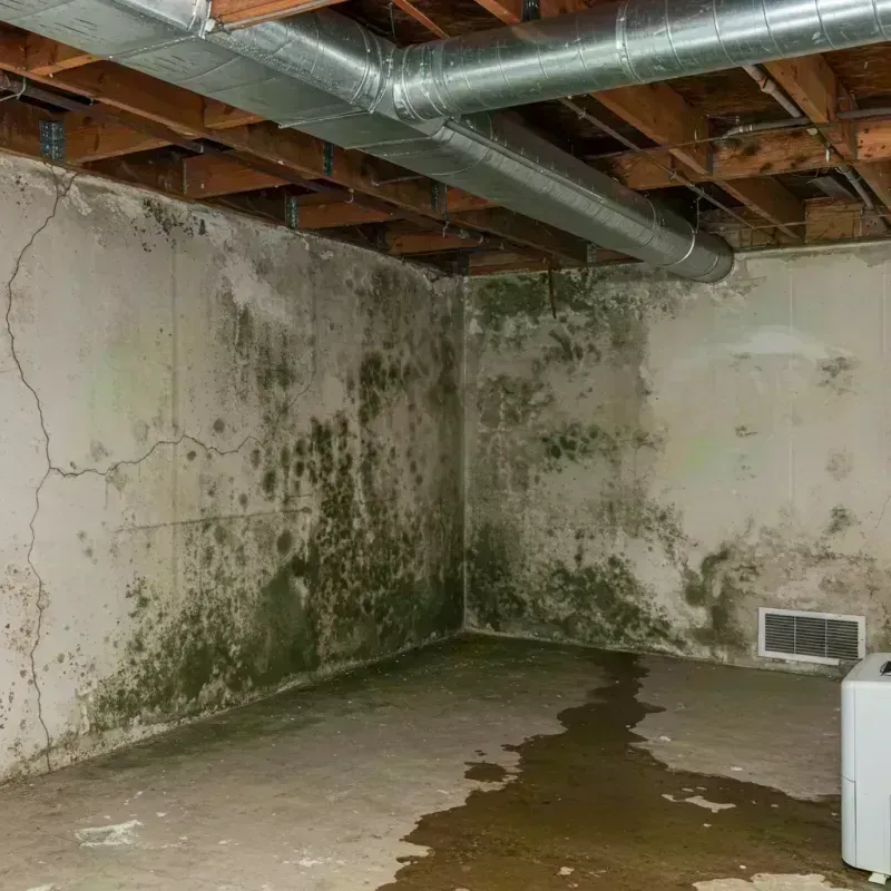 Professional Mold Removal in Corydon, IN